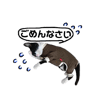 びっけ（個別スタンプ：34）