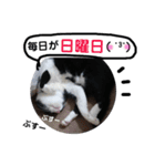 びっけ（個別スタンプ：36）