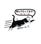 びっけ（個別スタンプ：37）