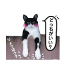 びっけ（個別スタンプ：38）
