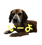 豆といっしょ（個別スタンプ：12）