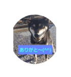 黒柴 くろすけ（個別スタンプ：6）