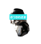 黒柴 くろすけ（個別スタンプ：7）