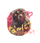 わんころたち！（個別スタンプ：1）