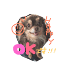 わんころたち！（個別スタンプ：2）