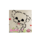 マルチーズのスタンプ こまめ（個別スタンプ：1）