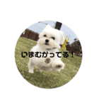 マルチーズのスタンプ こまめ（個別スタンプ：4）