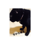 クゥーちゃん（個別スタンプ：5）