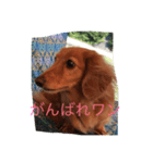 かわいいチャッピー（個別スタンプ：4）