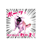 白いモフモフ-めい- 1（個別スタンプ：10）