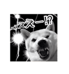 白いモフモフ-めい- 1（個別スタンプ：11）