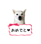 白いモフモフ-めい- 1（個別スタンプ：15）