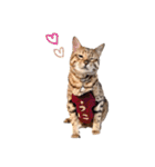 仲良し猫たちの使えるスタンプ（個別スタンプ：1）