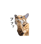 仲良し猫たちの使えるスタンプ（個別スタンプ：4）
