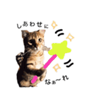 仲良し猫たちの使えるスタンプ（個別スタンプ：6）