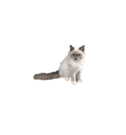 仲良し猫たちの使えるスタンプ（個別スタンプ：12）
