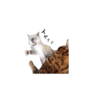 仲良し猫たちの使えるスタンプ（個別スタンプ：13）