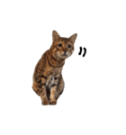 仲良し猫たちの使えるスタンプ（個別スタンプ：16）