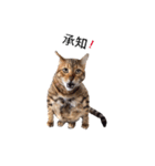 仲良し猫たちの使えるスタンプ（個別スタンプ：17）