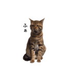 仲良し猫たちの使えるスタンプ（個別スタンプ：20）