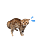仲良し猫たちの使えるスタンプ（個別スタンプ：21）