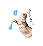 仲良し猫たちの使えるスタンプ（個別スタンプ：22）