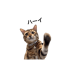仲良し猫たちの使えるスタンプ（個別スタンプ：28）
