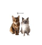 仲良し猫たちの使えるスタンプ（個別スタンプ：32）