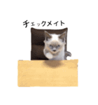 仲良し猫たちの使えるスタンプ（個別スタンプ：36）