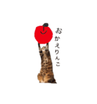 仲良し猫たちの使えるスタンプ（個別スタンプ：39）