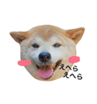 柴犬 ふじまる 3（個別スタンプ：1）