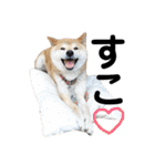 柴犬 ふじまる 3（個別スタンプ：2）