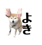 柴犬 ふじまる 3（個別スタンプ：3）