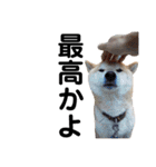 柴犬 ふじまる 3（個別スタンプ：4）