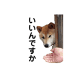 柴犬 ふじまる 3（個別スタンプ：5）