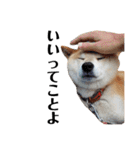 柴犬 ふじまる 3（個別スタンプ：6）