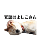 柴犬 ふじまる 3（個別スタンプ：7）