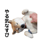 柴犬 ふじまる 3（個別スタンプ：8）