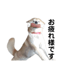 柴犬 ふじまる 3（個別スタンプ：9）
