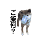 柴犬 ふじまる 3（個別スタンプ：10）