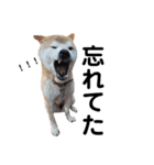 柴犬 ふじまる 3（個別スタンプ：11）
