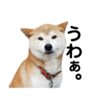 柴犬 ふじまる 3（個別スタンプ：12）