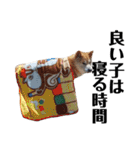 柴犬 ふじまる 3（個別スタンプ：13）