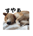 柴犬 ふじまる 3（個別スタンプ：14）