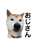 柴犬 ふじまる 3（個別スタンプ：15）