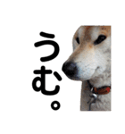 柴犬 ふじまる 3（個別スタンプ：16）