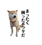 柴犬 ふじまる 3（個別スタンプ：17）