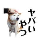 柴犬 ふじまる 3（個別スタンプ：18）