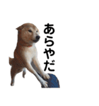 柴犬 ふじまる 3（個別スタンプ：20）