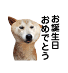柴犬 ふじまる 3（個別スタンプ：21）
